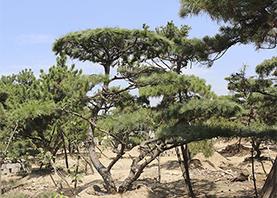 景观松基地为您介绍松树成活率问题